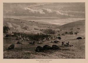 Kırlarda Bufalo Avı (gravür) by English School