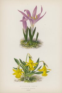 Bulbocodium Vernum; Narcissus Minor (renkli lito) by English School