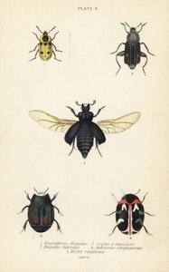 Gömme böceği, Nicrophorus humator 1, leş böcekleri, Necrodes littoralis 2, Dendroxena quadrimaculata 3, halı böceği, Anthrenus scrophulariae 4 ve Hister quadrimaculatus var by English School