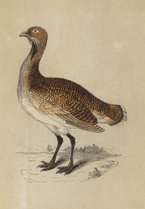 Bustard (renkli lito) by English School