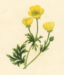 Düğünçiçeği, Düğünçiçeği Bulbosus (renkli taş) by English School