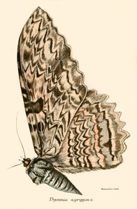 kelebekler by English School
