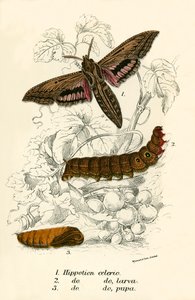 kelebekler by English School