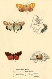 kelebekler by English School