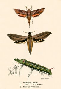 kelebekler by English School