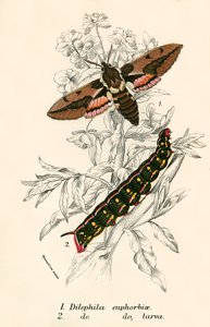 kelebekler by English School