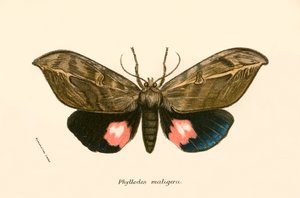 kelebekler by English School