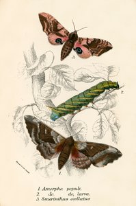 kelebekler by English School