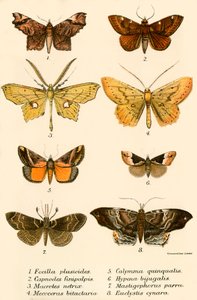 kelebekler by English School