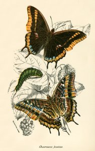 kelebekler by English School