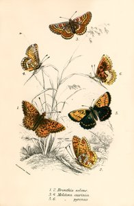 kelebekler by English School