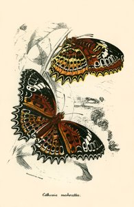 kelebekler by English School