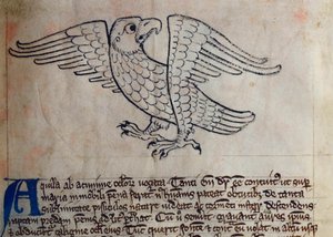CCA-LitMs/D/10 fol. 13r Kartal, Bestiary