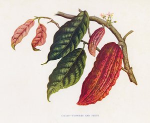 Kakao, Çiçekler ve Meyveler (renkli lito) by English School