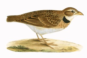Calandra Lark, Charles Robert Bree (1811-86) tarafından 