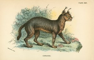 karakulak by English School