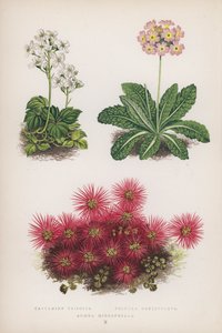 Cardamine Trifolia; Primula Denticulata; Acaena Microphylla (renkli lito) by English School