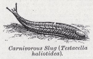 Etçil sümüklü böcek, Testacella haliotidea (lito) by English School