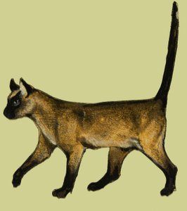 Kedi by English School
