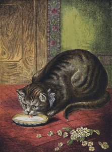 kedi, içen süt by English School