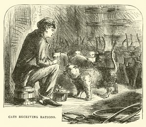Rasyon alan kediler by English School