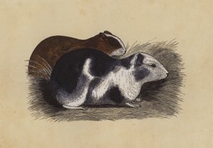 Cavy (renkli lito) by English School