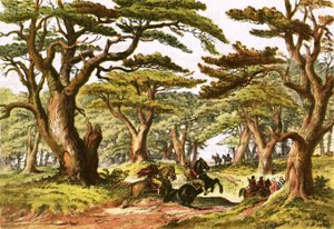 Lübnan Sedirleri by English School