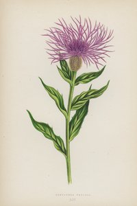 Centaurea Phrygia (renkli lito) by English School
