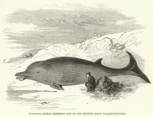 Cetacean Animal yakın zamanda Kentish Coast