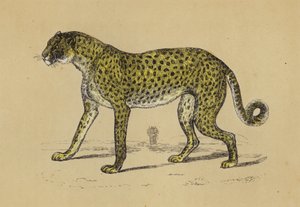 Chetah (renkli lito) by English School
