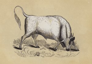 Chillingham Wild Bull (renkli taş) by English School