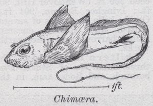 Kimera (lito) by English School