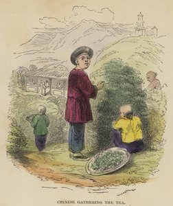 Çayı toplayan Çinliler (renkli gravür) by English School