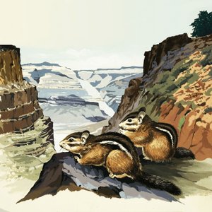 Büyük Kanyon Ulusal Parkı