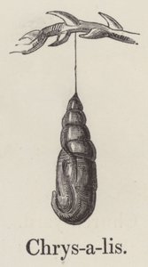 Chrysalis (gravür) by English School