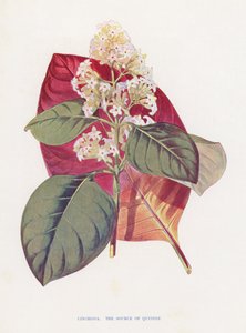 Cinchona (renkli lito) by English School