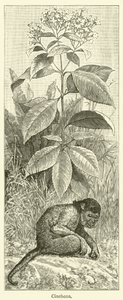 Cinchona (gravür) by English School
