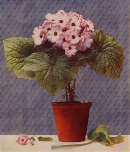 Cineraria (fotogravür) by English School