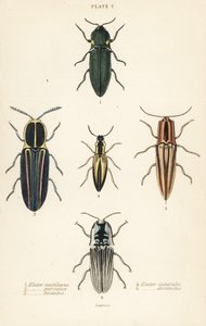 Klik böceği: Far elater, Pyrophorus noctilucus 1, Chalcolepidius porcatus 2, çizgili klik böceği, Agriotes lineatus 3, Elater suturalis 4 ve Semiotus Differentus 5 by English School