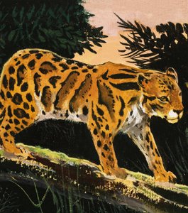 Bulutlu Leopar by English School