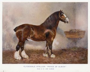 Clydesdale Aygırı "Albion Prensi" by English School
