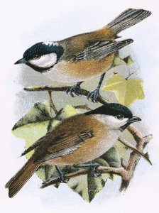 Kömür Baştankara (üstte) ve Bataklık Baştankara (altta)