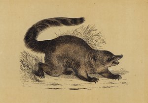 Coati (renkli lito) by English School