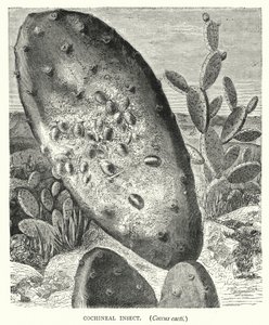Cochineal Böceği, Coccus kaktüsleri (gravür) by English School