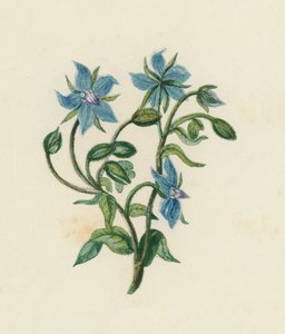 Adi Borage, Borago Officinalis (renkli taş) by English School
