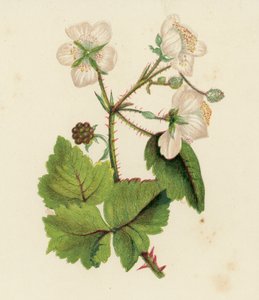 Bayağı Böğürtlen veya Böğürtlen, Rubus Fruticosus (renkli lito) by English School