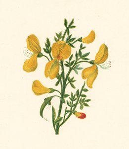 Ortak Süpürge, Cytisus Scoparius (renkli taş) by English School