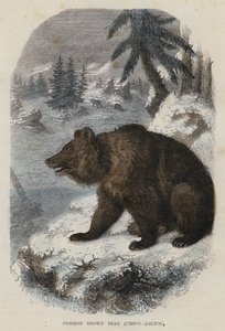 Ortak Boz Ayı, Ursus Arctos (renkli gravür) by English School