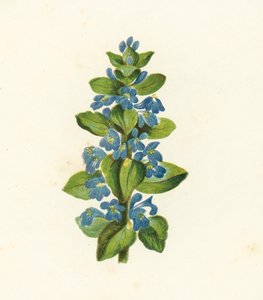 Bayağı Böcek, Ajuga Reptans (renkli lito) by English School