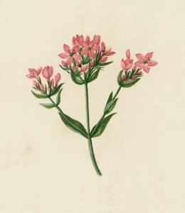Bayağı Kantaron, Erythraea Centaurium (renkli lito) by English School